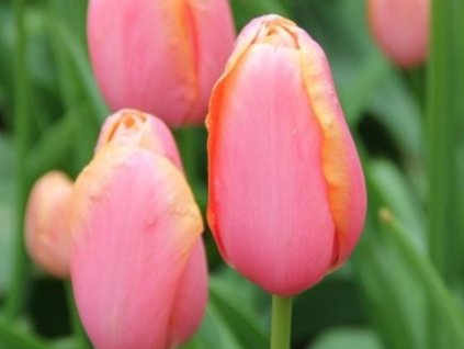 Tulipán 'Menton'
