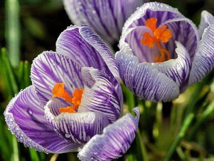 10803 crocus vernus 8