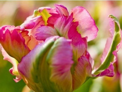 Tulipán 'Green Wave'