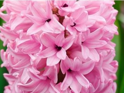 Hyacint 'Anna Marie'