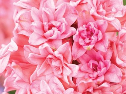 Hyacint 'Spring Beauty' (Balenie cibuľa 17/18 - 5 ks)