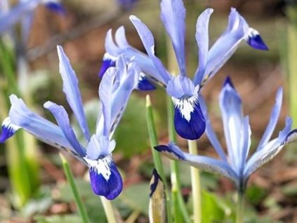 Kosatec sieťkovaný 'Clairette'