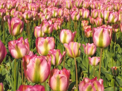 Tulipán 'Groenland'