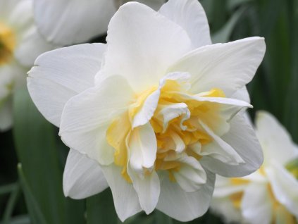 Narcis 'White Lion'