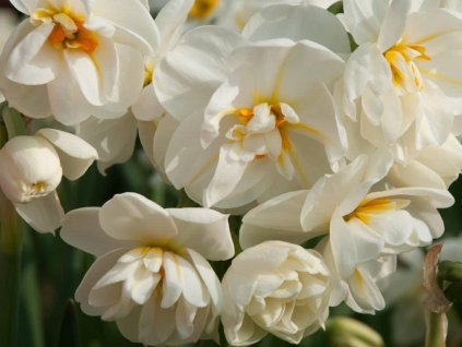 Narcis 'White Cheerfulness'