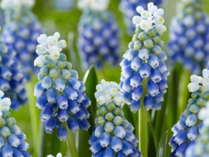 Modrica  arménska'Touch of Snow' 10ks