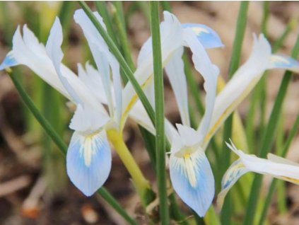 Kosatec sieťkovaný'Frozen Planet' 10ks