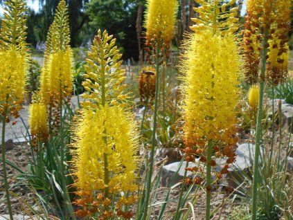 Eremurus stenophyllus