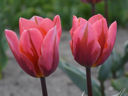 Tulipán 'Pretty Princess'