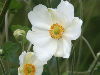 Sasanka japonská 'Andrea Atkinson' - Anemone japonica 'Andrea Atkinson'
