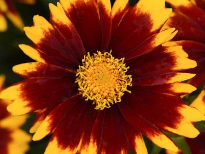 Krásnoočko mnohokveté 'UpTick Red' - Coreopsis grandiflora 'UpTick Red'