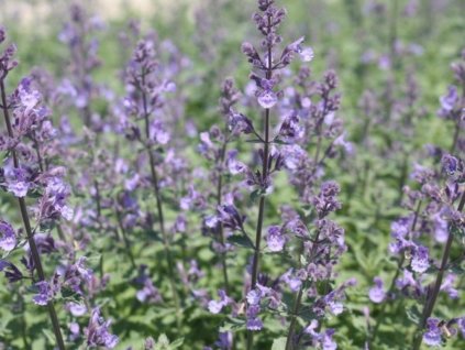 Kocúrnik záhradný 'Cat's Pajamas' - Nepeta x faassenii 'Cat's Pajamas'