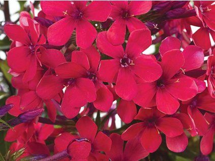 early red