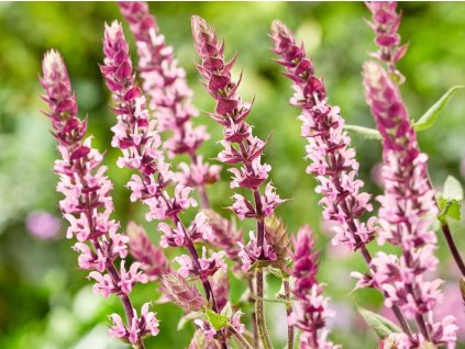 Šalvia hájna 'Caradonna Pink' - Salvia nemorosa 'Caradonna Pink'