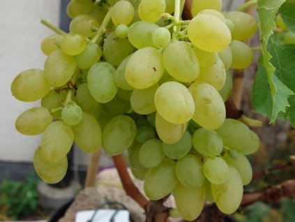 Vinič 'Remaily Seedless'
