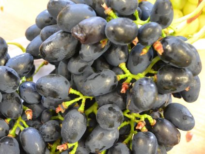 Vinič 'Antracyt (syn. Charli)'