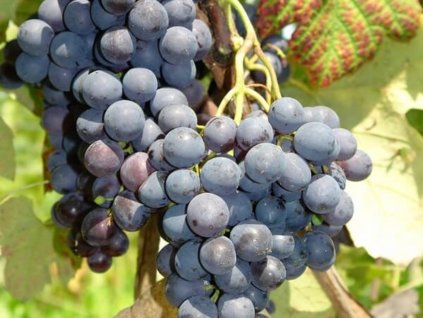 Vinič  'Alden'
