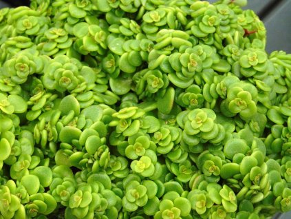Rozchodník makinoi 'Lime'