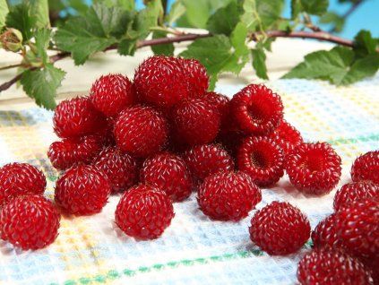 Rubus Raspberry Tower 7