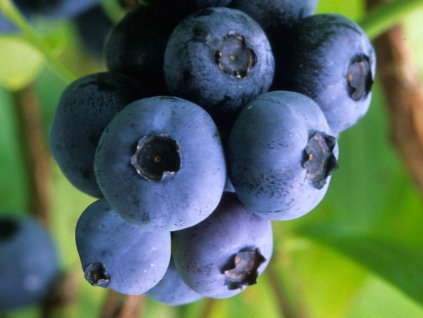 Kanadská čučoriedka 'Goldtraube 71'