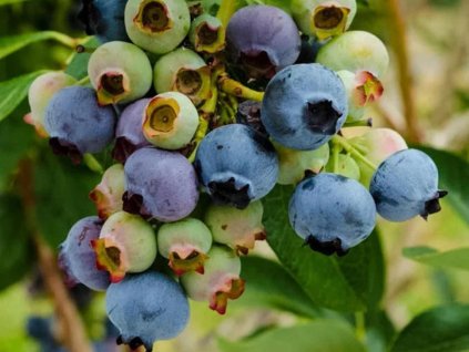 Kanadská čučoriedka 'Heerma'