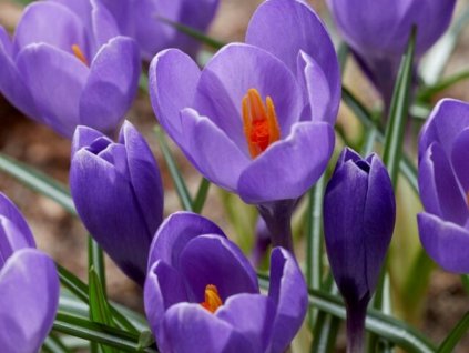 Krokus 'Aqua'