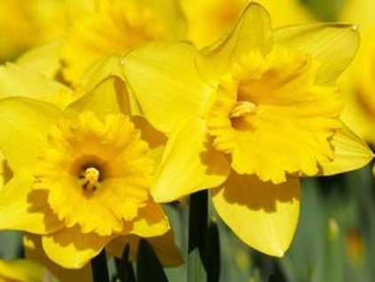 Narcis 'Pentewan'
