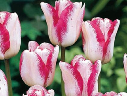 Tulipán 'Mata Hari'