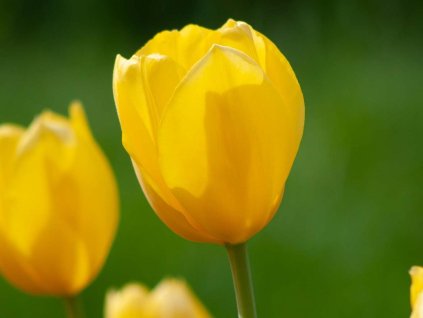 Tulipán 'Hella Lights'