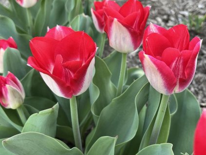 Tulipán 'Kissable'
