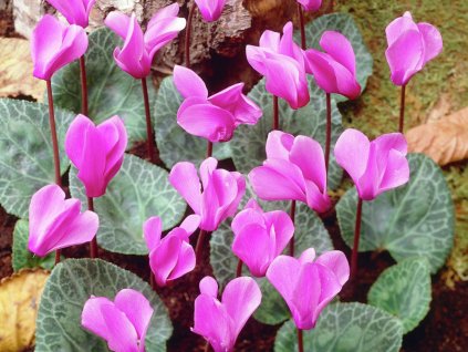 cyclamen