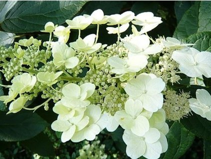 Hortenzia metlinatá 'Unique'