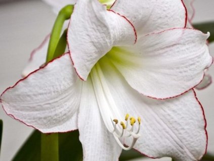 Amarylis 'Picotee'