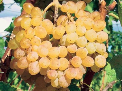 Vinič 'Danuta'