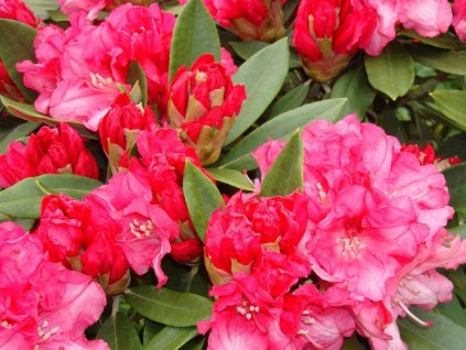 Rododendrón 'Tina Heinje'