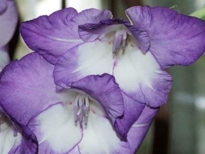 Gladiola 'Blue Isle'