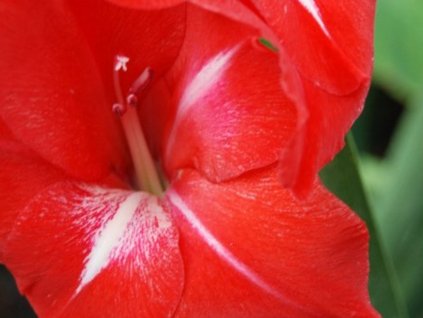 Gladiola 'Traderhorn'