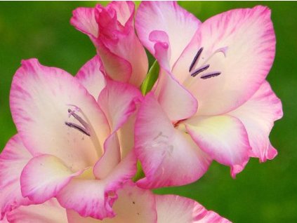 Gladiola 'Priscilla'