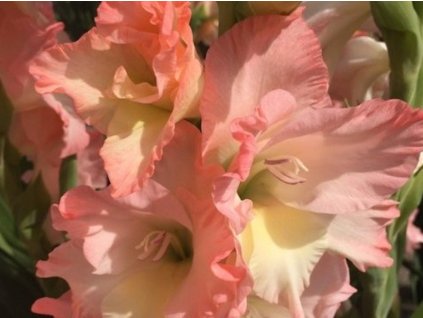 Gladiola 'Careless'