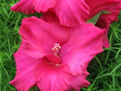 Gladiola 'Natan'