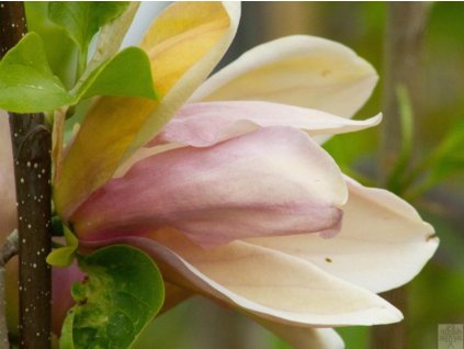 Magnólia x brooklynensis 'Eva Maria'