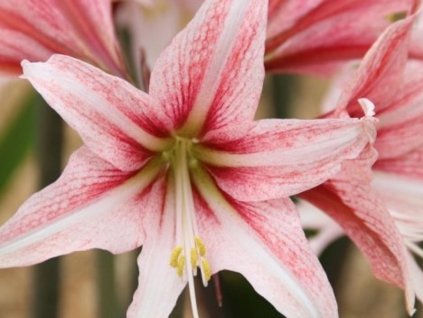 Amarylis 'Sweet Lilian'