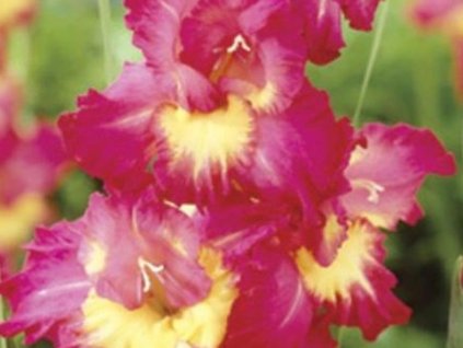 Gladiola 'Far West'