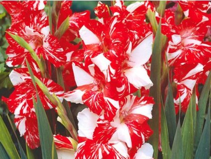 Gladiola 'Zizanie'