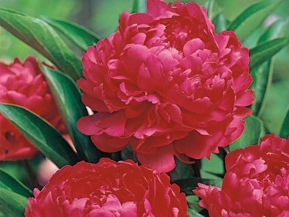 Pivonka lekárska 'Rubra Plena'