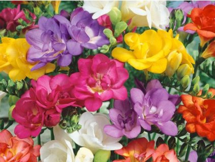 Frézia double - mix