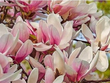 Magnólia soulangeana 'WB Salem'