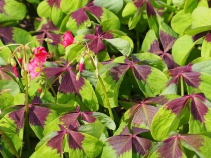 Kyslička ružová 'Iron Cross' - Oxalis deppei 'Iron Cross'