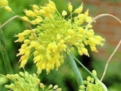 Cesnak okrasný 'Flavum'