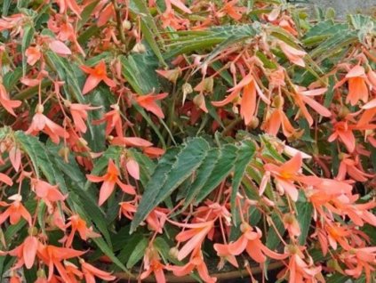 Begónia Bertinii 'San Francisco'